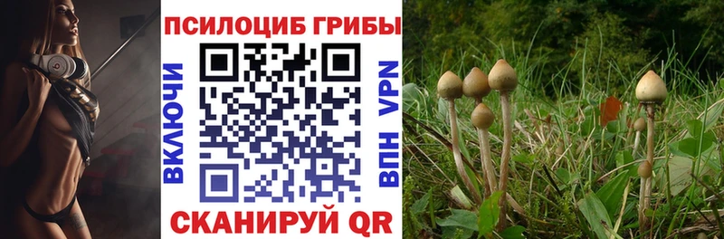 сколько стоит Нововоронеж Псилоцибиновые грибы Psilocybe